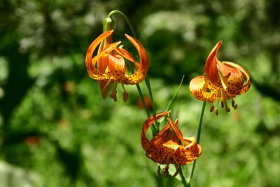 Humboldt Lily