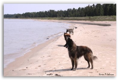 Dogs_on_beach1245w.jpg