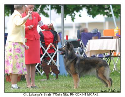 Ch. Labarge's Strate TQuila Nite 4th Herding