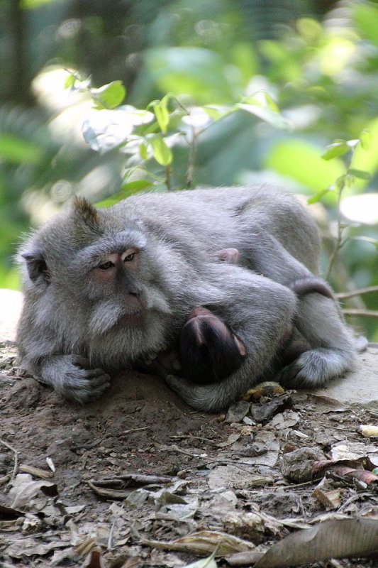 Bali - Ubud - Monkey Forest