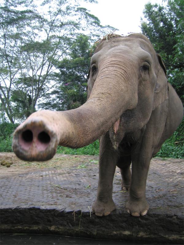 Taman Safari Bogor/Puncak Indonesia