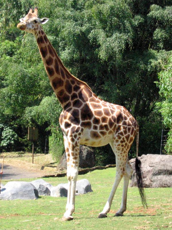 Taman Safari Bogor/Puncak Indonesia