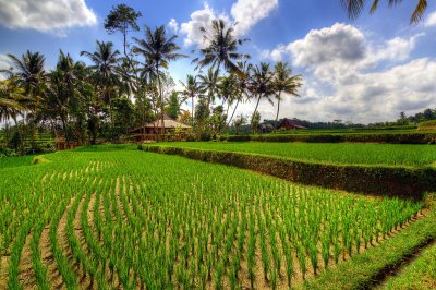 Villa Ibu - Ubud Bali