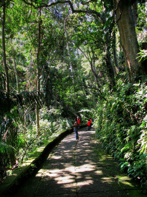 Bali - Ubud - Monkey Forest