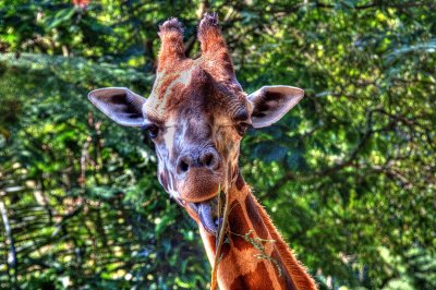 Taman Safari Bogor-Puncak