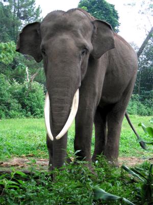 Taman Safari Bogor/Puncak Indonesia