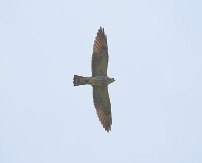 Mississippi Kite - Juvenile