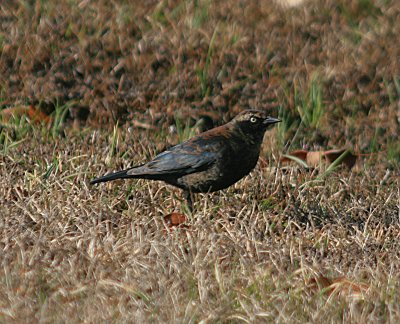 Rusty Blackbird