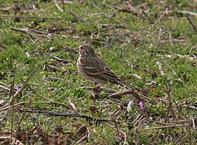 Vesper Sparrow