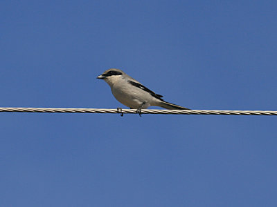 Loggerhead Shrike