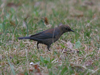 Rusty Blackbird