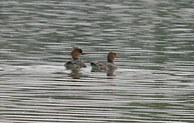 Red-breasted Merganser