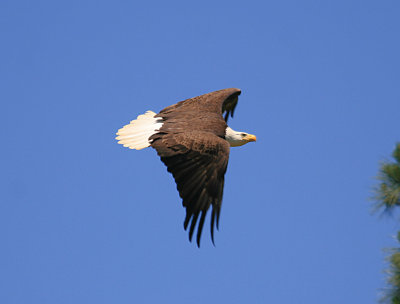 Bald Eagle