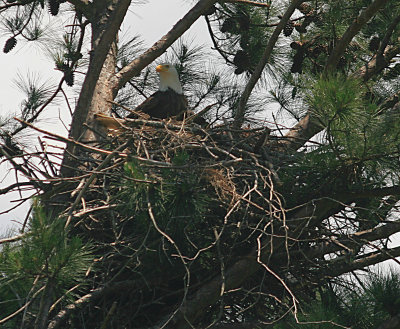 Eagle on Nest