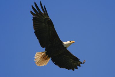 Bald Eagle