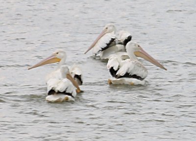 White Pelicans