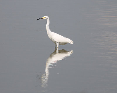 Snowy Egret