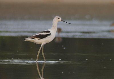 American Avocet