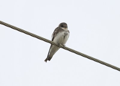 Bank Swallow