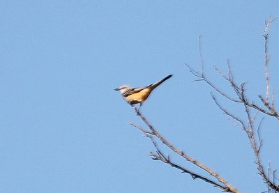 Scissortail Flycatcher - Female