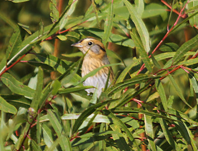 Nelson's Sparrow