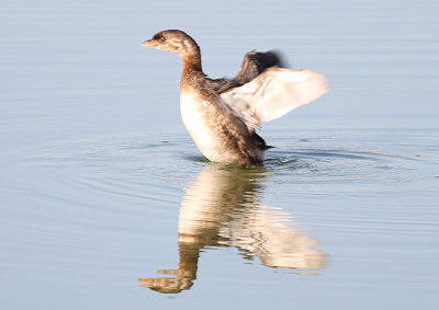 Pied-billed Grebe Juvenile