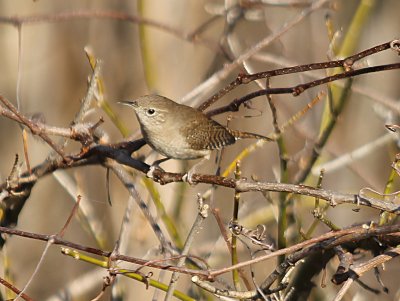 House Wren