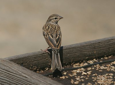 Chipping Sparrow - Juvenile