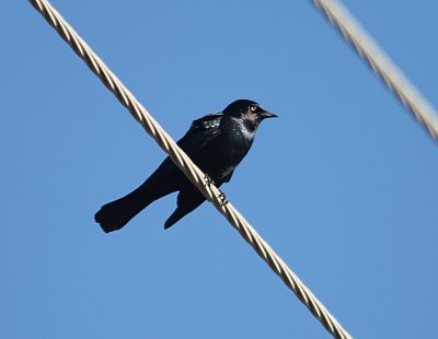 Brewer's Blackbird