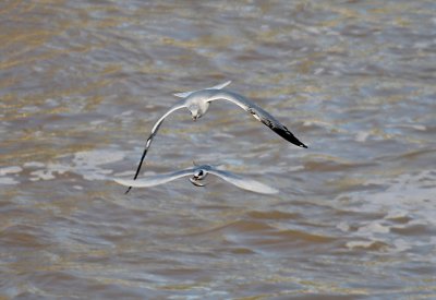 Forster's Tern with Ring-billed Gull giving chase