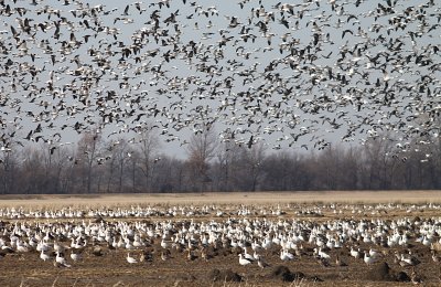 Tunica County Snow Geese with a few Greater White-front mixed in