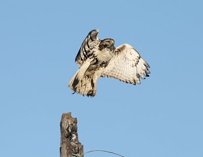 Red-tailed Hawk 