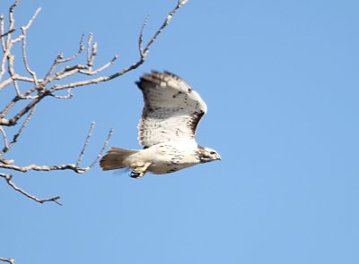 Red-tailed Hawk Krider's and Eastern intergrade