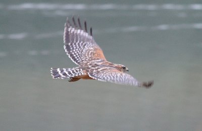 Red-shouldered Hawk