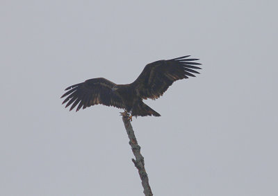 Bald Eagle - Immature