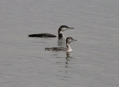 Common Loons - Juvenile in forefront Adult in rear
