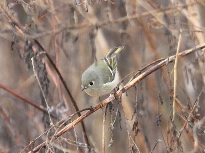 Ruby-crowned Kinglet