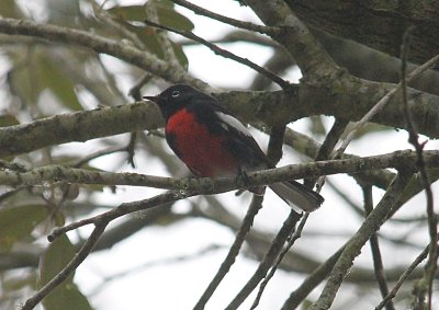 Painted Redstart