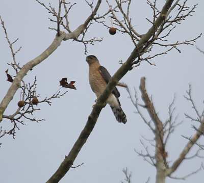 Cooper's Hawk