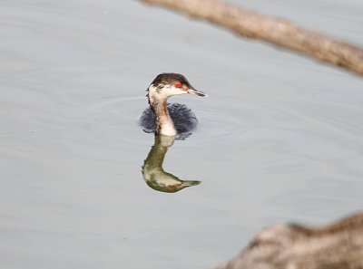 Horned Grebe