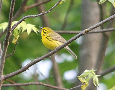 Prairie Warbler 