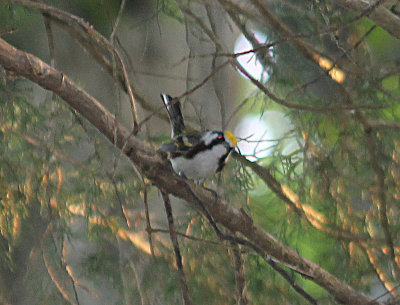 Chestnut-sided Warbler