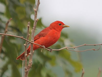 Summer Tanager - Adult male