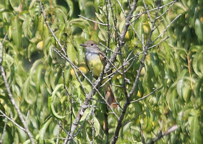 Great Crested Flycatcher
