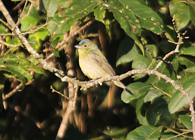 Painted Bunting - First Year Male