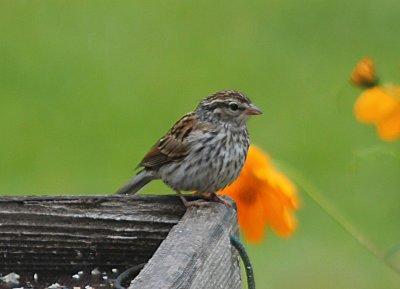 Chipping Sparrow Juvenile