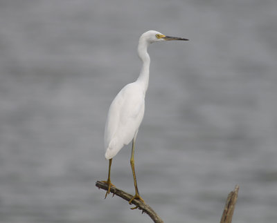 Snowy Egret - Juvenile