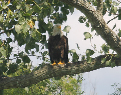 Bald Eagle