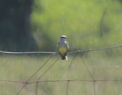 Western Kingbird