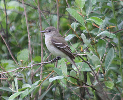 Eastern Peewee - Juvenile